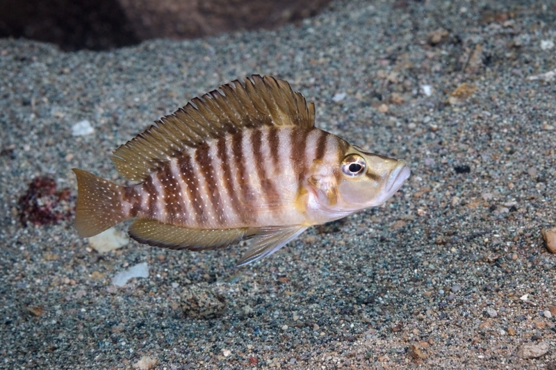 Altolamprologus compressiceps 'Lufungu Bay'